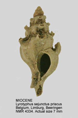 MIOCENE Lyrotyphis sejunctus priscus.jpg - MIOCENELyrotyphis sejunctus priscus(Rutot,1876)